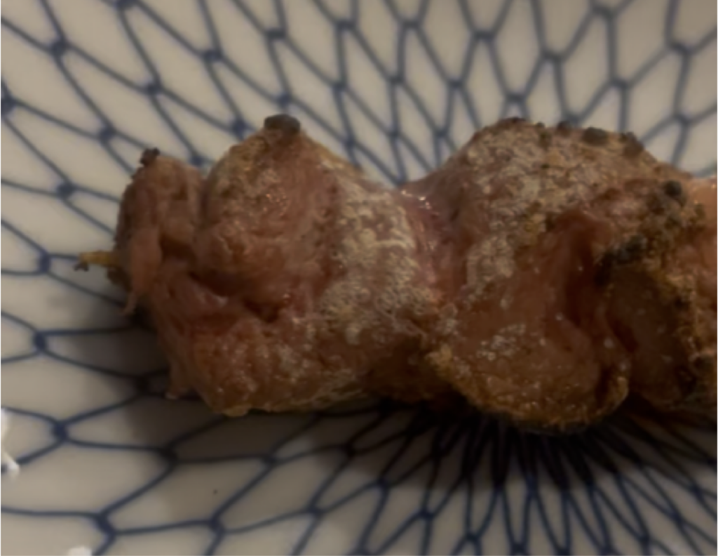 西早稲田「葉隠」やきとり 豚レバー